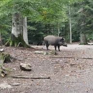 Auf den Arber